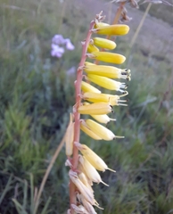 Kniphofia parviflora