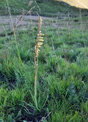 Kniphofia parviflora