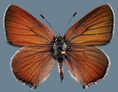 Callophrys affinis homoperplexa