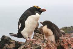 Macaroni Penguin photo 3