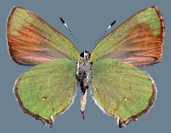 Callophrys affinis homoperplexa