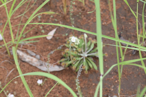 Drosera ordensis