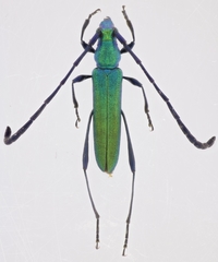 Hypocrites claviger claviger