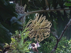 Iriartea deltoidea