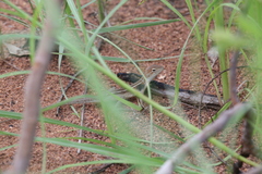 Diporiphora magna