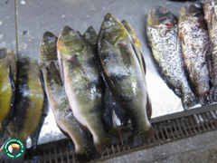 Cichla