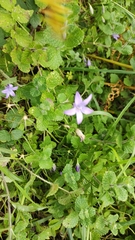 Campanula lusitanica