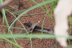 Diporiphora magna