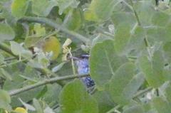 Thryophilus pleurostictus