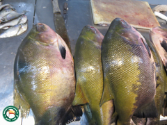 Colossoma macropomum