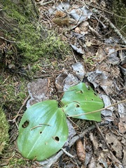 Platanthera orbiculata