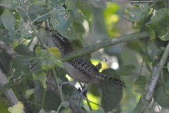 Thryophilus pleurostictus