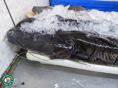 Pseudoplatystoma