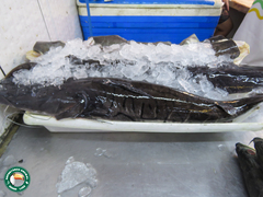 Pseudoplatystoma
