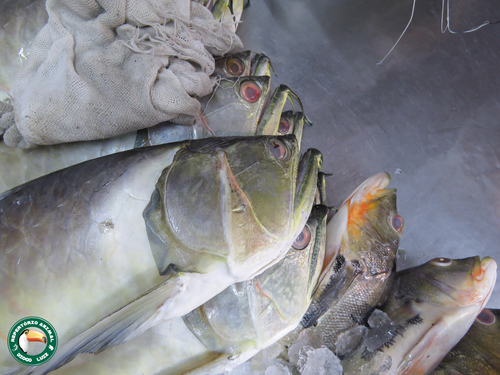 Black arowana (Osteoglossum ferreirai) — Osteoglossidae