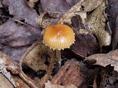Conocybe brunnea