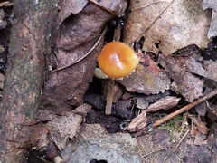 Conocybe brunnea