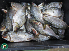 Semaprochilodus insignis