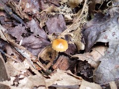 Conocybe brunnea