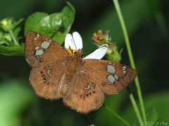 Coladenia pinsbukana