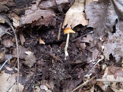 Conocybe brunnea