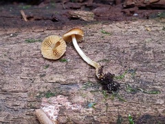Conocybe brunnea