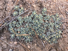 Antennaria dimorpha