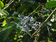 Faramea multiflora