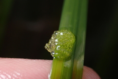 Phyllaplysia taylori