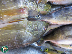 Cichla