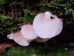 Crepidotus stipitatus