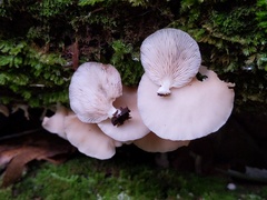 Crepidotus stipitatus