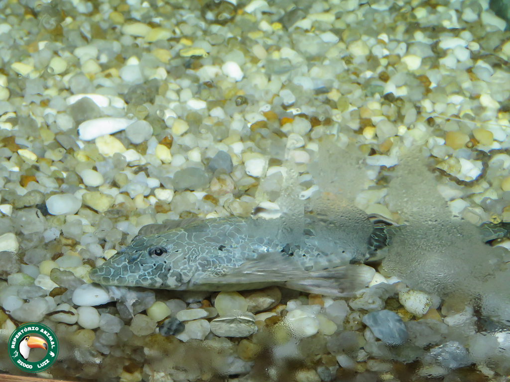 Rineloricaria teffeana