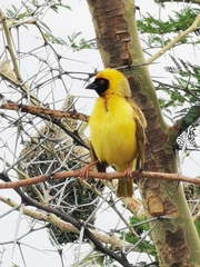 Ploceus velatus caurinus