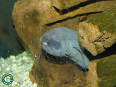 Lepidosiren paradoxa