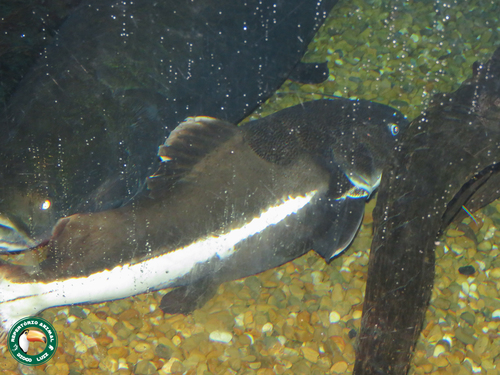 Red Tail Catfish