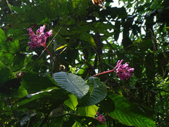 Palicourea lasiantha