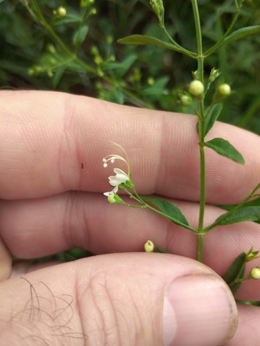 Image of Teucrium kraussii by (c) Benjamin Fredlund, some rights reserved (CC BY)