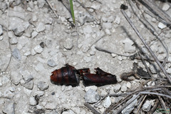 Hyles euphorbiae