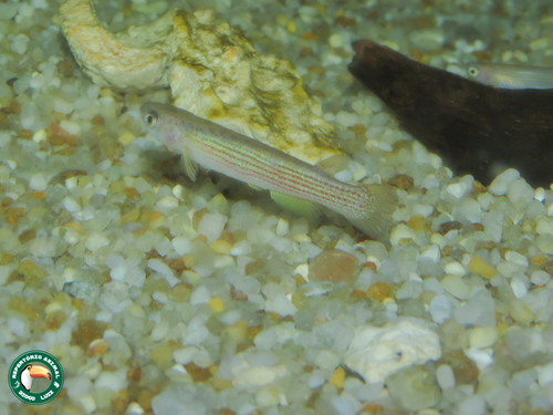 Smallfin rivulus (Anablepsoides micropus) — Rivulidae