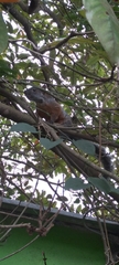 Sciurus aureogaster