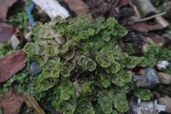 Lunularia cruciata