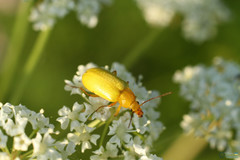 Cteniopus sulphureus