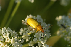 Cteniopus sulphureus