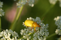 Cteniopus sulphureus