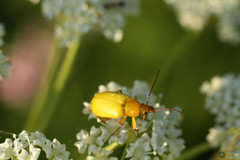 Cteniopus sulphureus