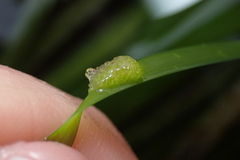 Phyllaplysia taylori