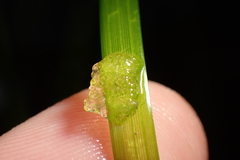 Phyllaplysia taylori