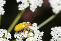 Cteniopus sulphureus