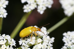 Cteniopus sulphureus
